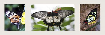 Butterfly Trio by Willow Way Studios, Inc. art print