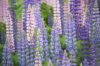 Blue Pink Lupine Field by Cora Niele art print