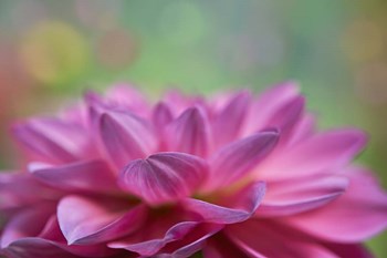 Dahlia Petals by Cora Niele art print
