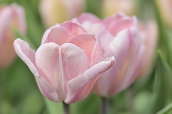 Pink Tulip Baronesse by Cora Niele art print