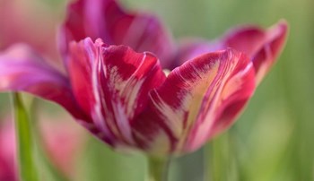 Rembrandt Inner Wheel Tulip by Cora Niele art print