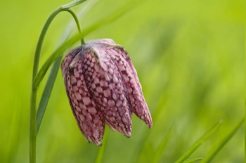 Snake&#39;s Head Fritillary Flower by Cora Niele art print