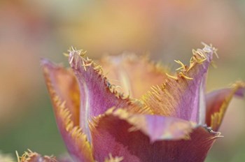 Tulip Crispa by Cora Niele art print