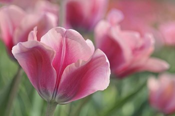Tulip Mirella Pink by Cora Niele art print