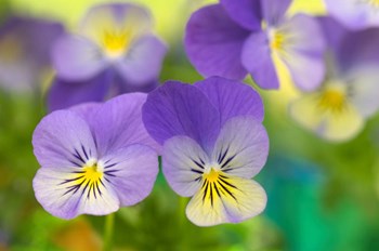 Violets by Cora Niele art print