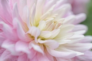 White and Pink Dahlia by Cora Niele art print