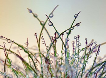 Dewy Grass by Cora Niele art print
