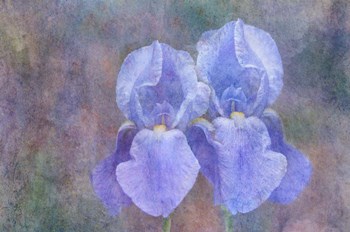 Iris Blue Rhythm by Cora Niele art print