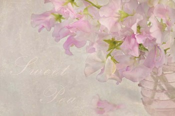 Sweet Pea by Cora Niele art print