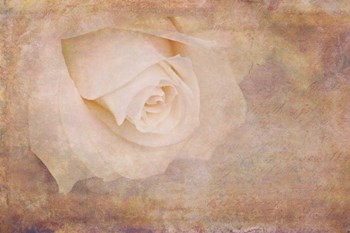 Vintage Rose Card by Cora Niele art print