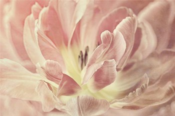 Vintage Tulip by Cora Niele art print