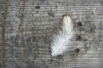 Feather on Rough Wood by Cora Niele art print