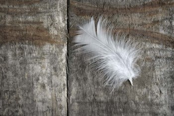 Feather on Wood II by Cora Niele art print