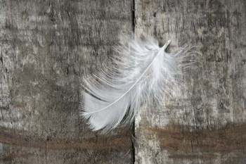 Whilte Feather on Rough Wood by Cora Niele art print