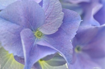 Blue Hortensia by Cora Niele art print