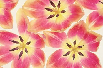 Cerise and Yellow Tulips by Cora Niele art print