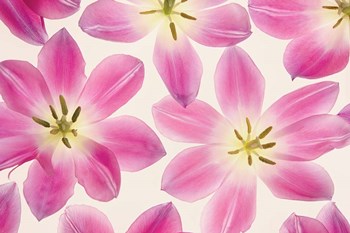 Cerise Pink Tulips by Cora Niele art print