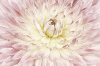 Dahlia Flower by Cora Niele art print