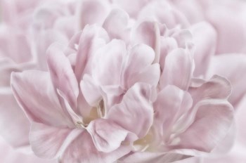 Double Pink Tulip by Cora Niele art print