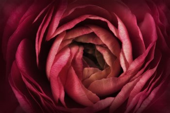 Glowing Ruby Red Ranunculus by Cora Niele art print