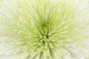 Lime Light Spider Mum by Cora Niele art print