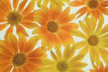 Orange Daisies by Cora Niele art print