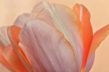 Orange Glowing Tulip by Cora Niele art print