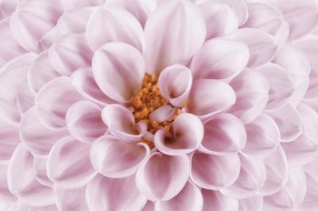 Pink Dahlia by Cora Niele art print