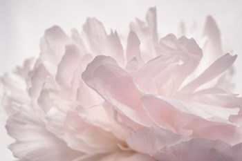 Pink Peony Petals V by Cora Niele art print