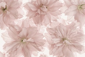 Prunus Blossom by Cora Niele art print