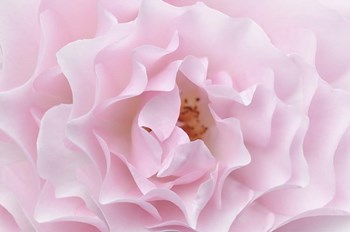 Rose Pink Rose by Cora Niele art print