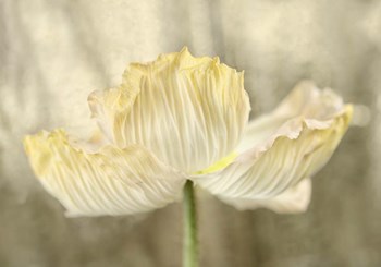 Sunshine Poppy by Cora Niele art print