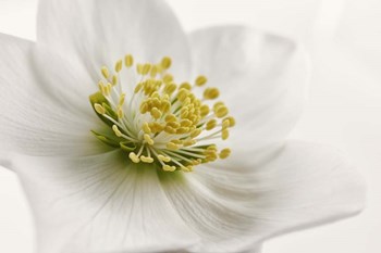 White Helleborus by Cora Niele art print