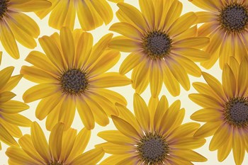 Yellow Cape Dasies by Cora Niele art print