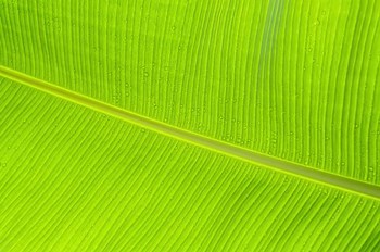 Leaf Texture II by Cora Niele art print