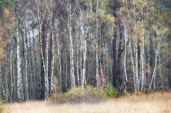 Birches by Cora Niele art print