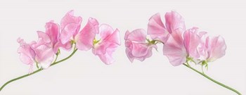 Two Sweet Peas by Cora Niele art print