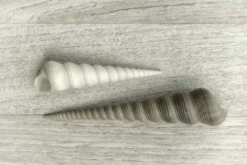 Sea Snail Shells by Cora Niele art print