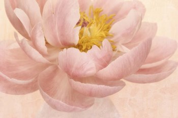 Pink Peony by Cora Niele art print