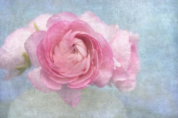 Pink Persian Buttercup Still Life by Cora Niele art print