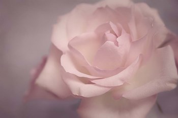 Tenderness by Cora Niele art print