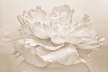 White Peony by Cora Niele art print