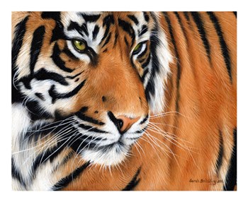 Tiger Crop by Sarah Stribbling art print