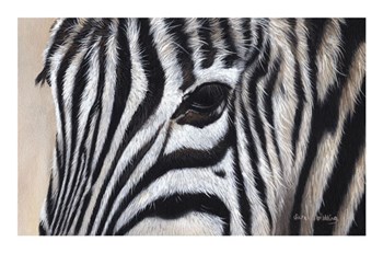Zebra Eyes by Sarah Stribbling art print