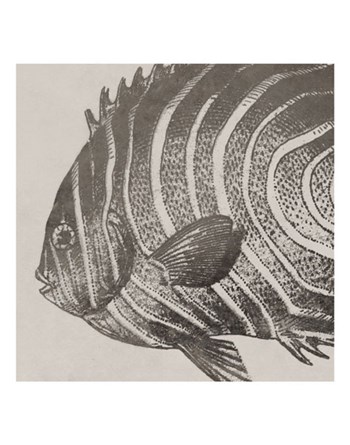 Vintage Fish II by Sparx Studio art print