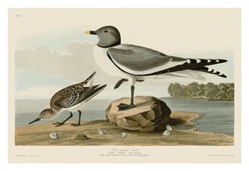Fork-Tailed Gull by John James Audubon art print