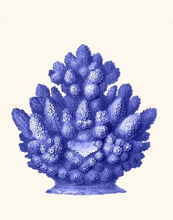 Haeckel Hexacoralla Coral Blue by Fab Funky art print