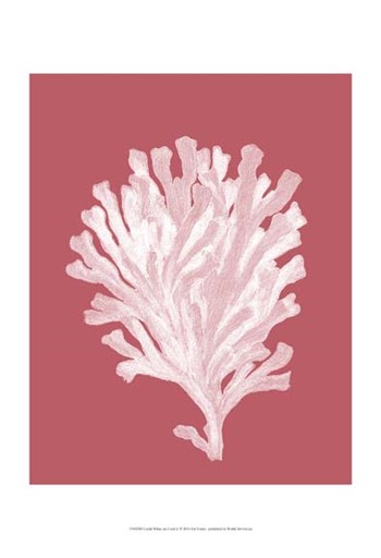 Corals White on Coral d by Fab Funky art print