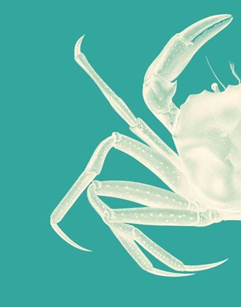 Contrasting Crab in Turquoise b by Fab Funky art print