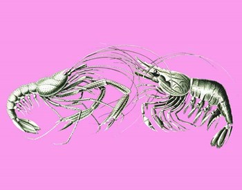 Shrimps On Pink by Fab Funky art print